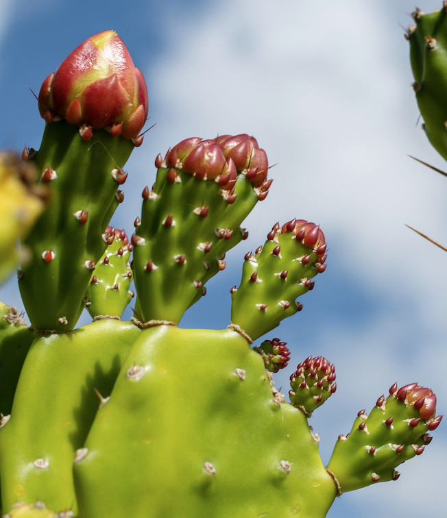 La abundancia de septiembre: los mejores ingredientes mexicanos para cocinar en 2025